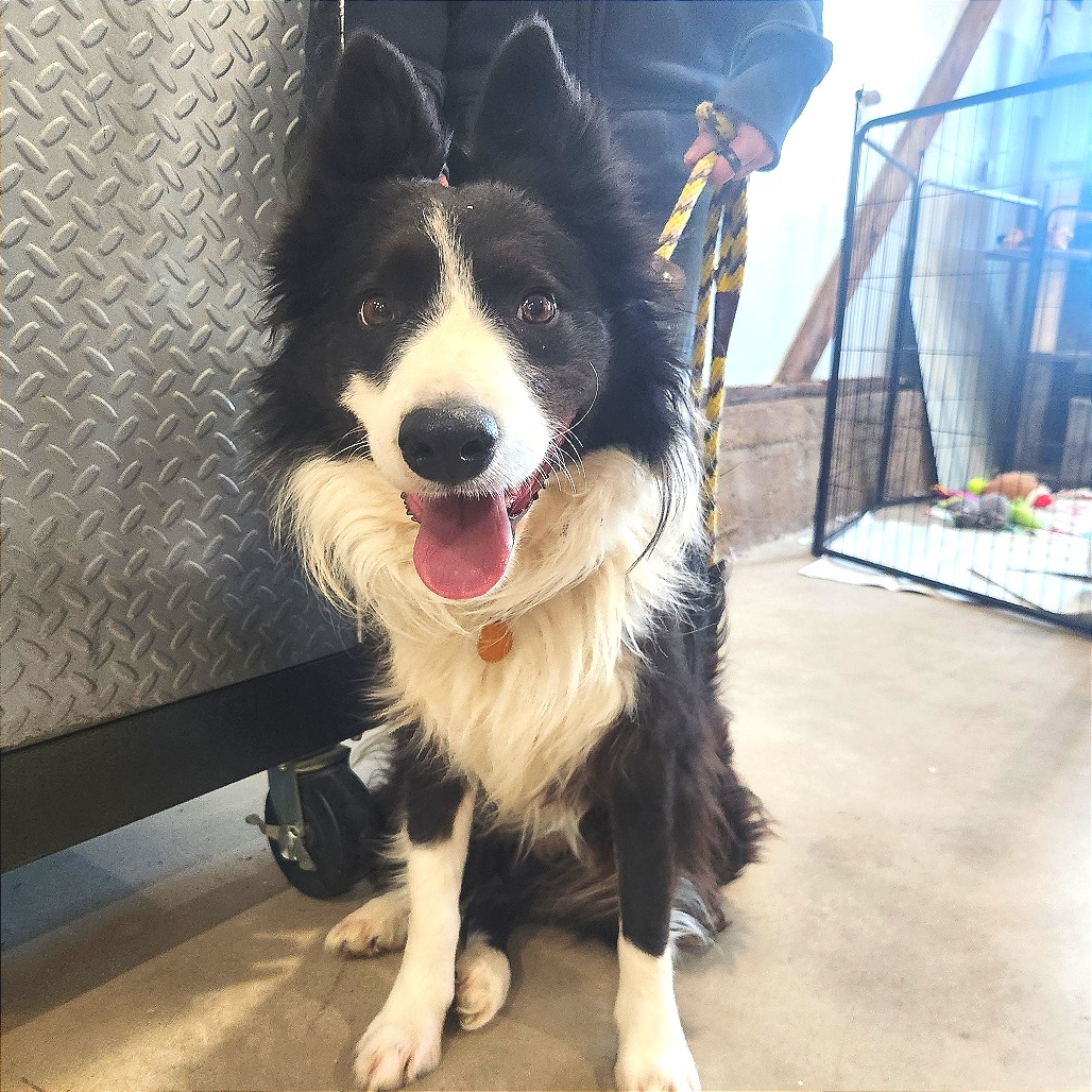 Billy Jack — thumbnail 2