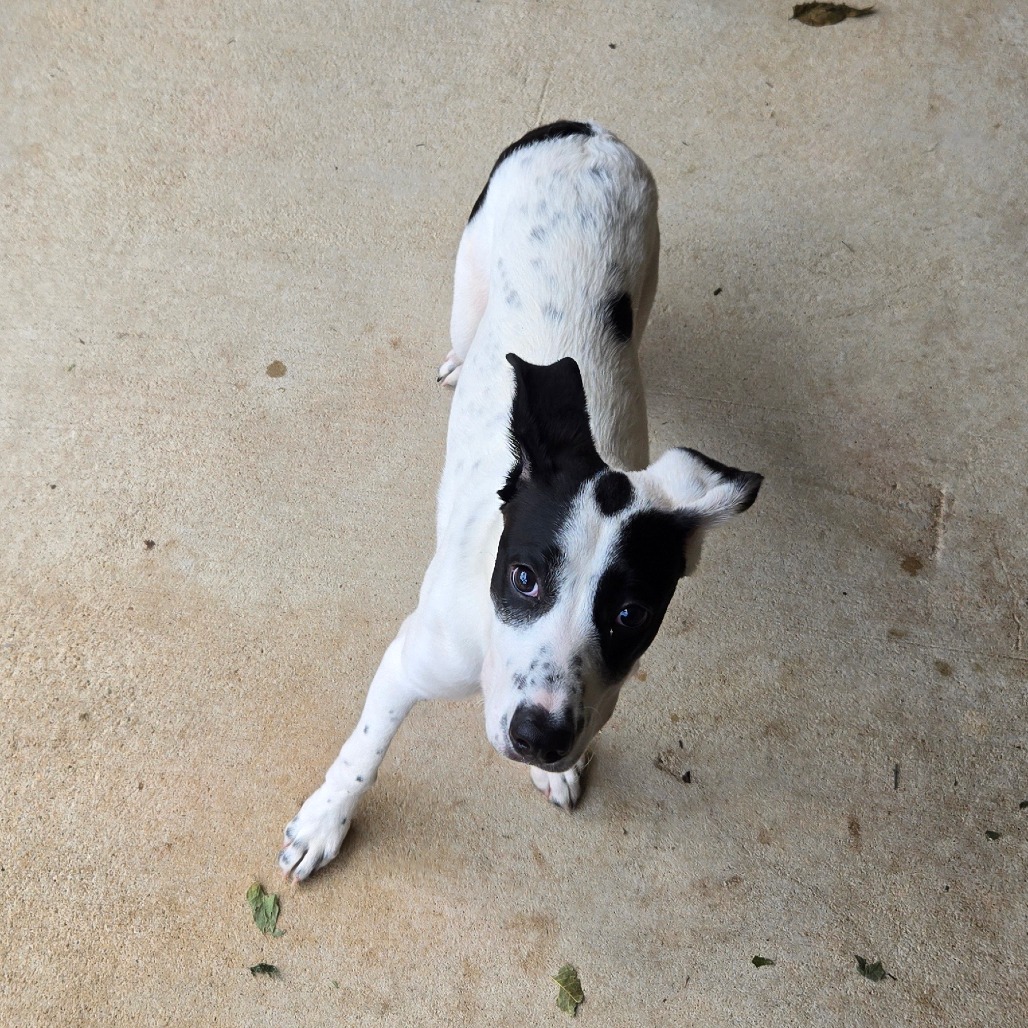 Pit Bull