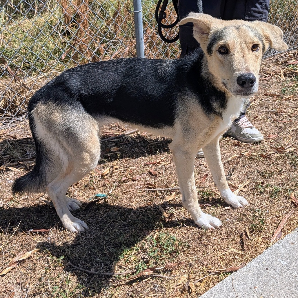 DEEDEE - Shepherd available for adoption