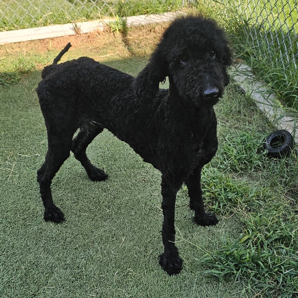 Miss. Wags