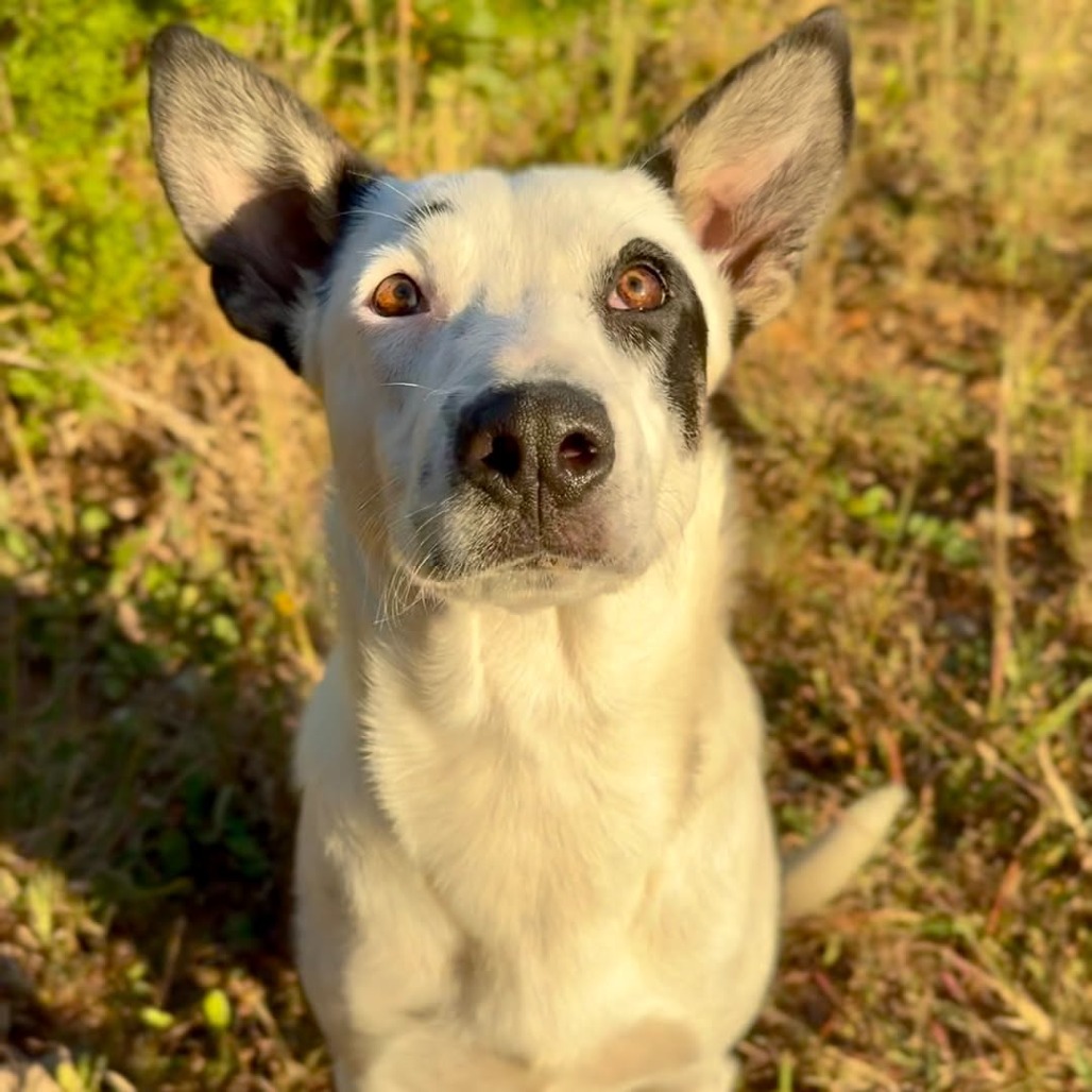 SUSHI - Mixed Breed (Medium) available for adoption