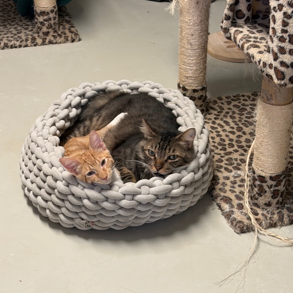 Atlas *Bonded with Dakota* - Costa Mesa Location, photo 5