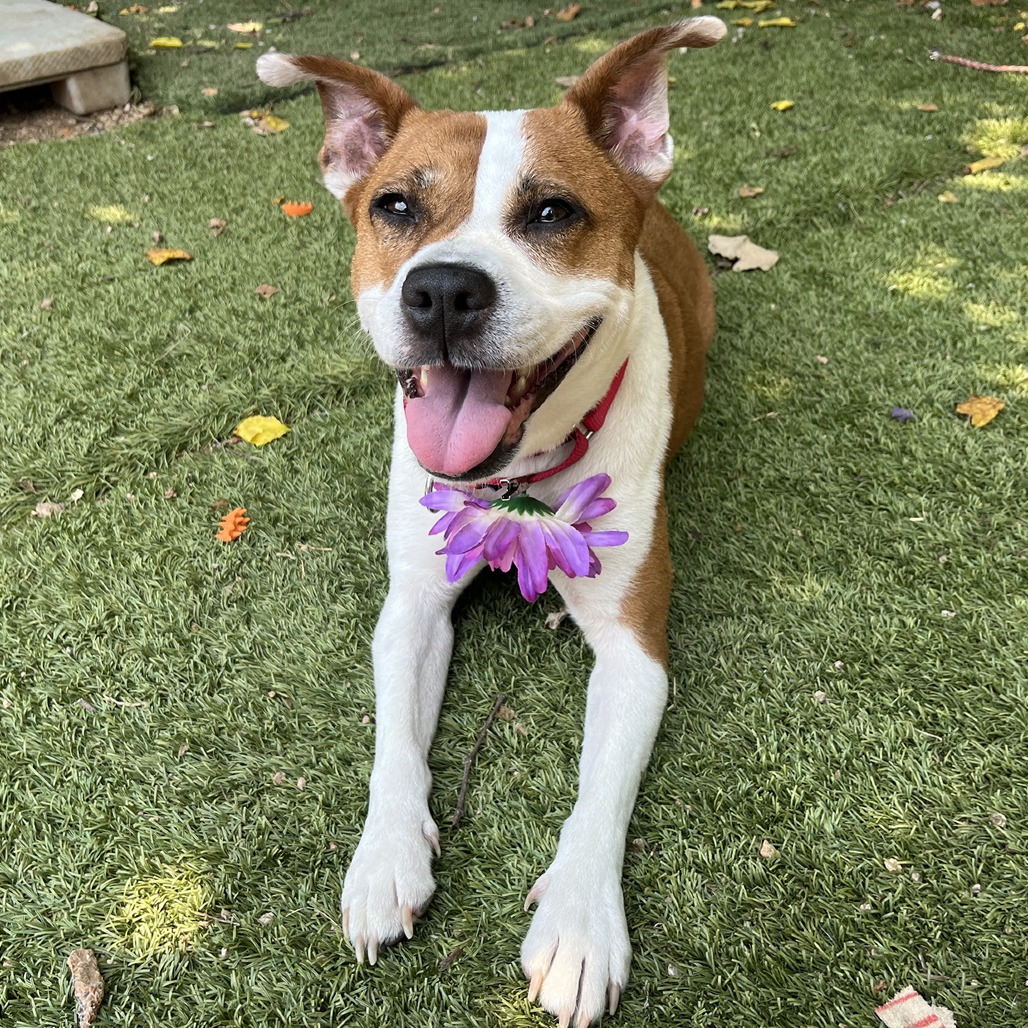 Daisy, additional photo