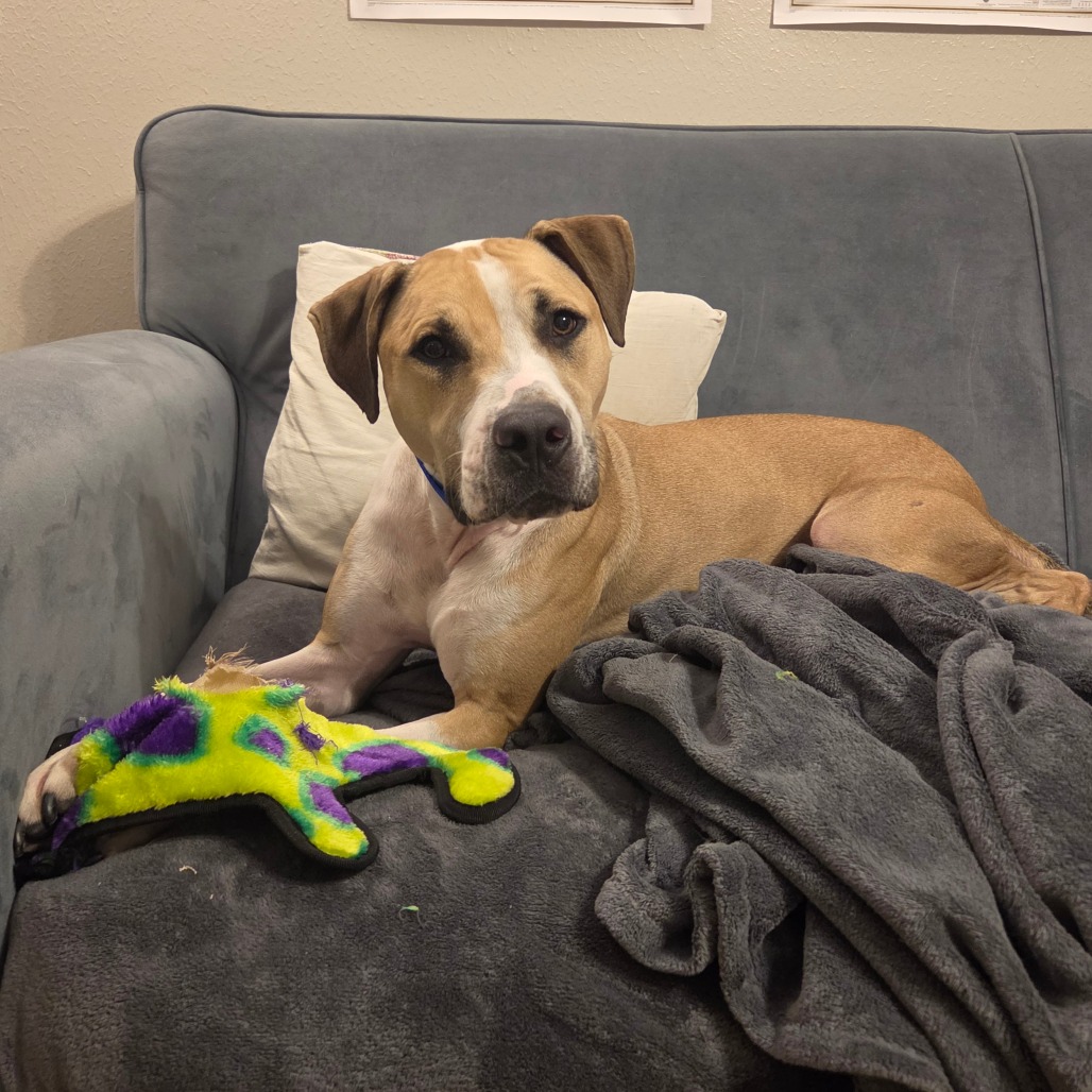 LUXOR - Hound / Mix available for adoption