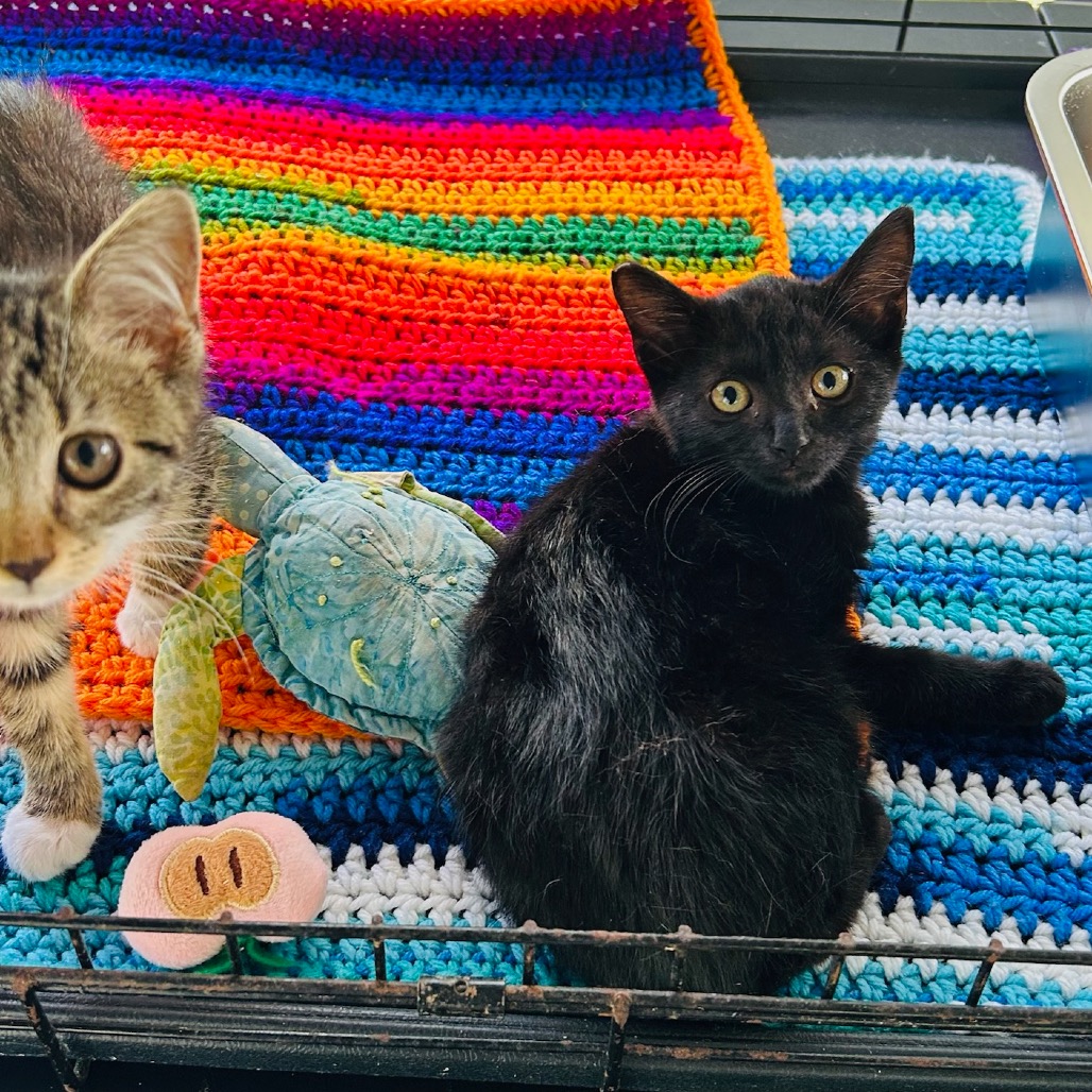 Binx (formerly A1) Image