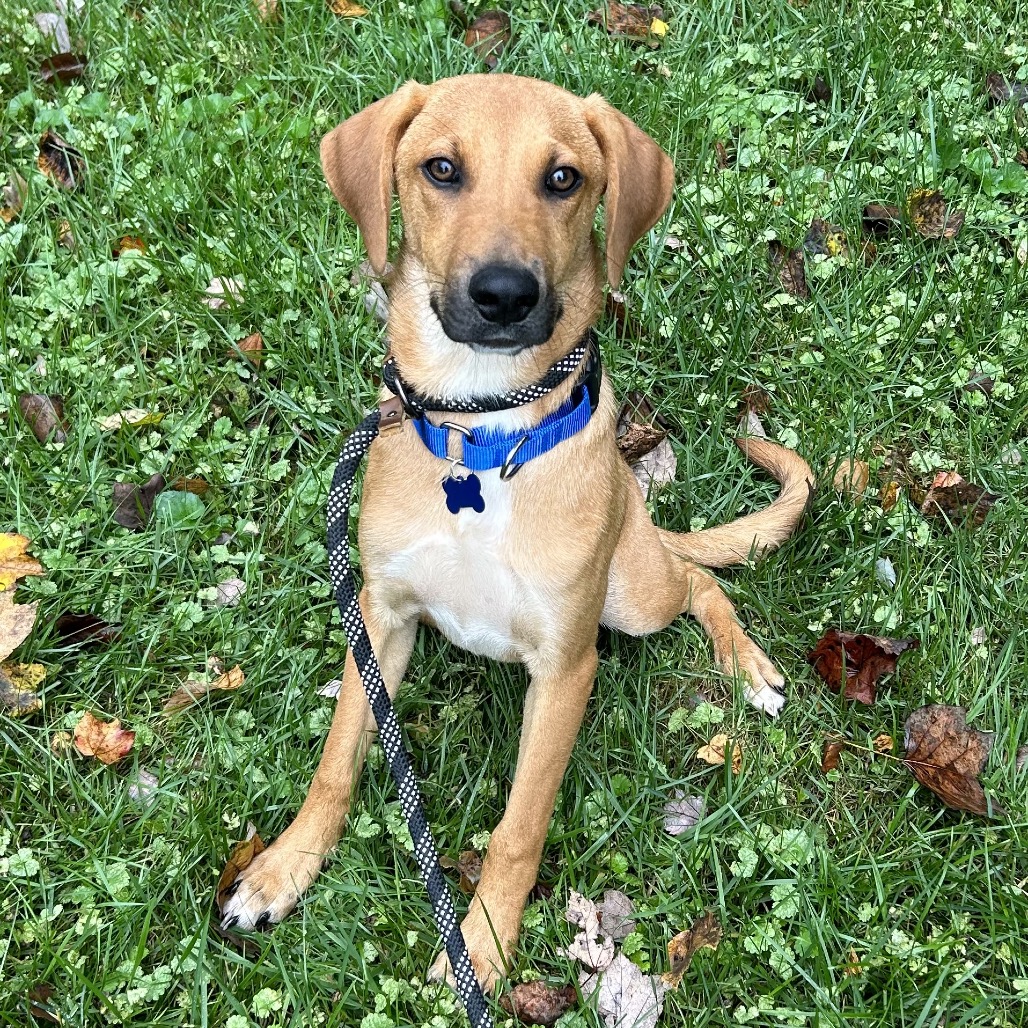 MACK - Shepherd / Retriever, Labrador available for adoption