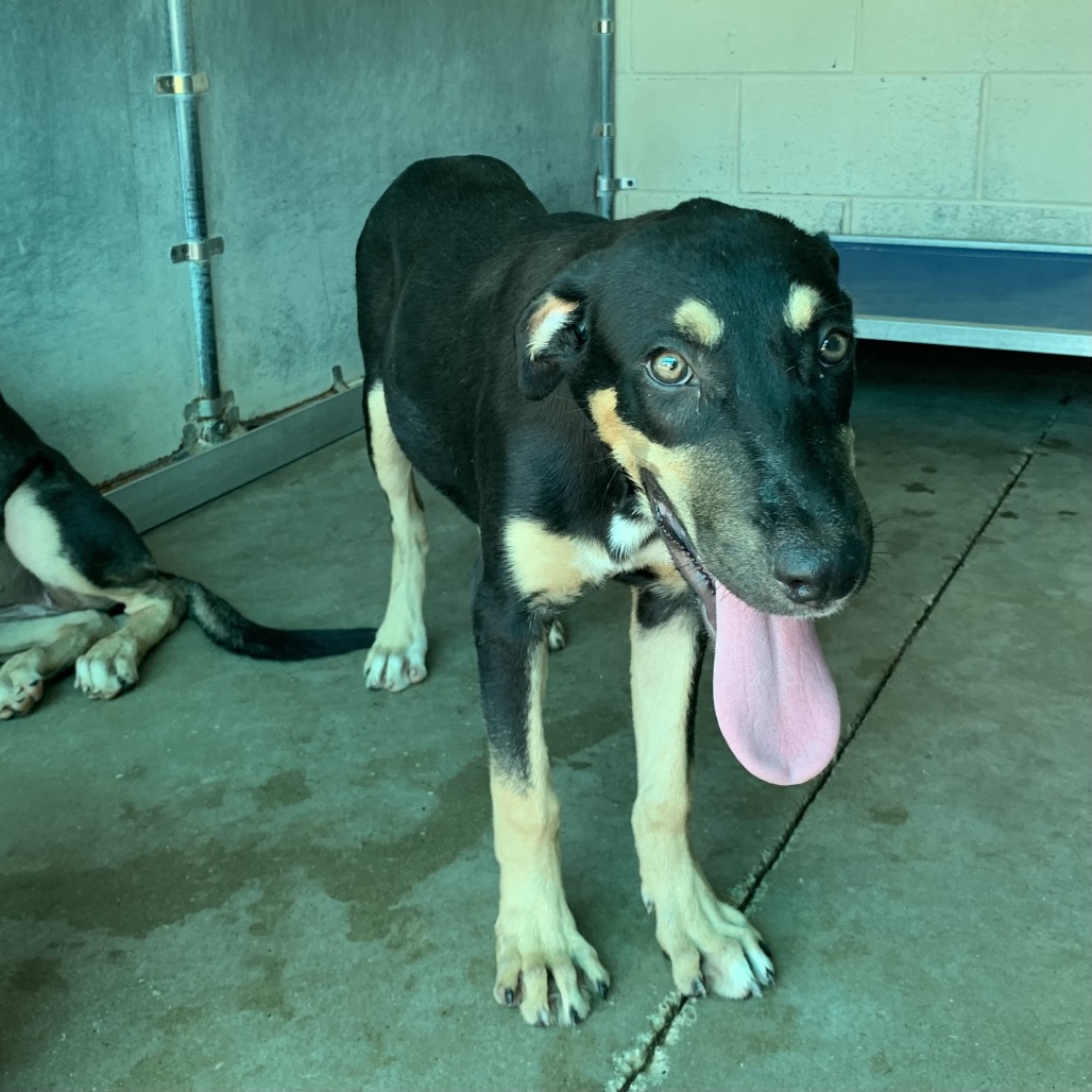GERALDA - Shepherd / Mixed Breed (Medium) available for adoption