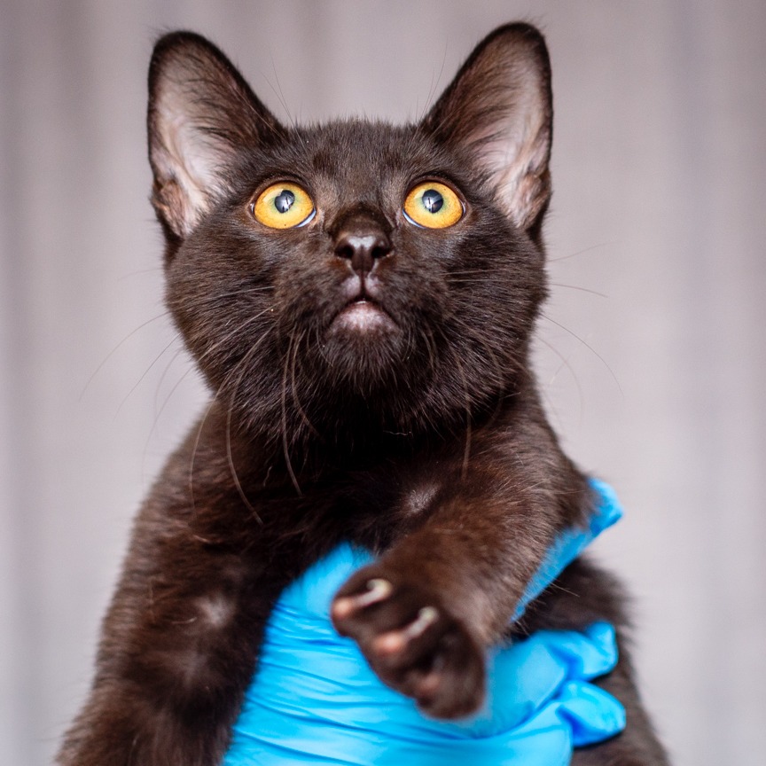 TRIUMPH - Domestic Shorthair / Mix for adoption in Hattiesburg
