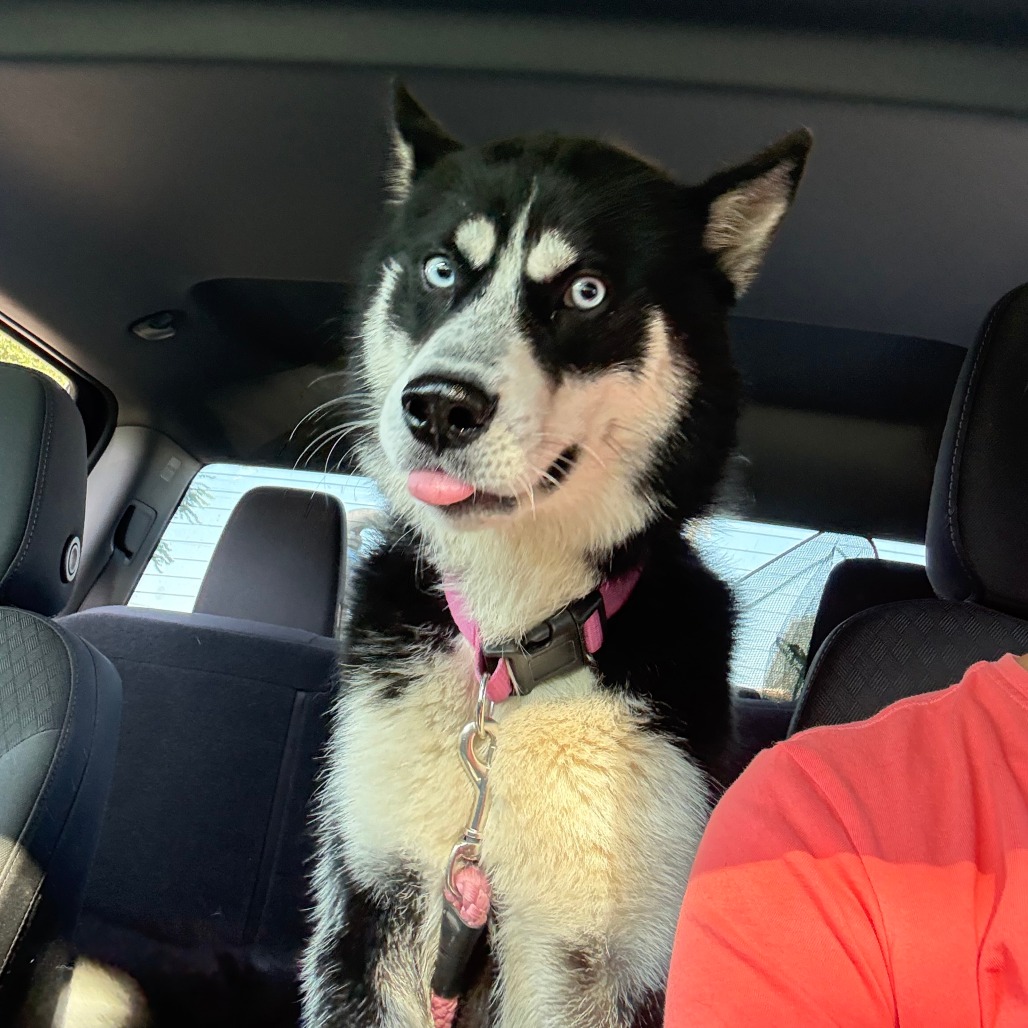 Sirius photo 2