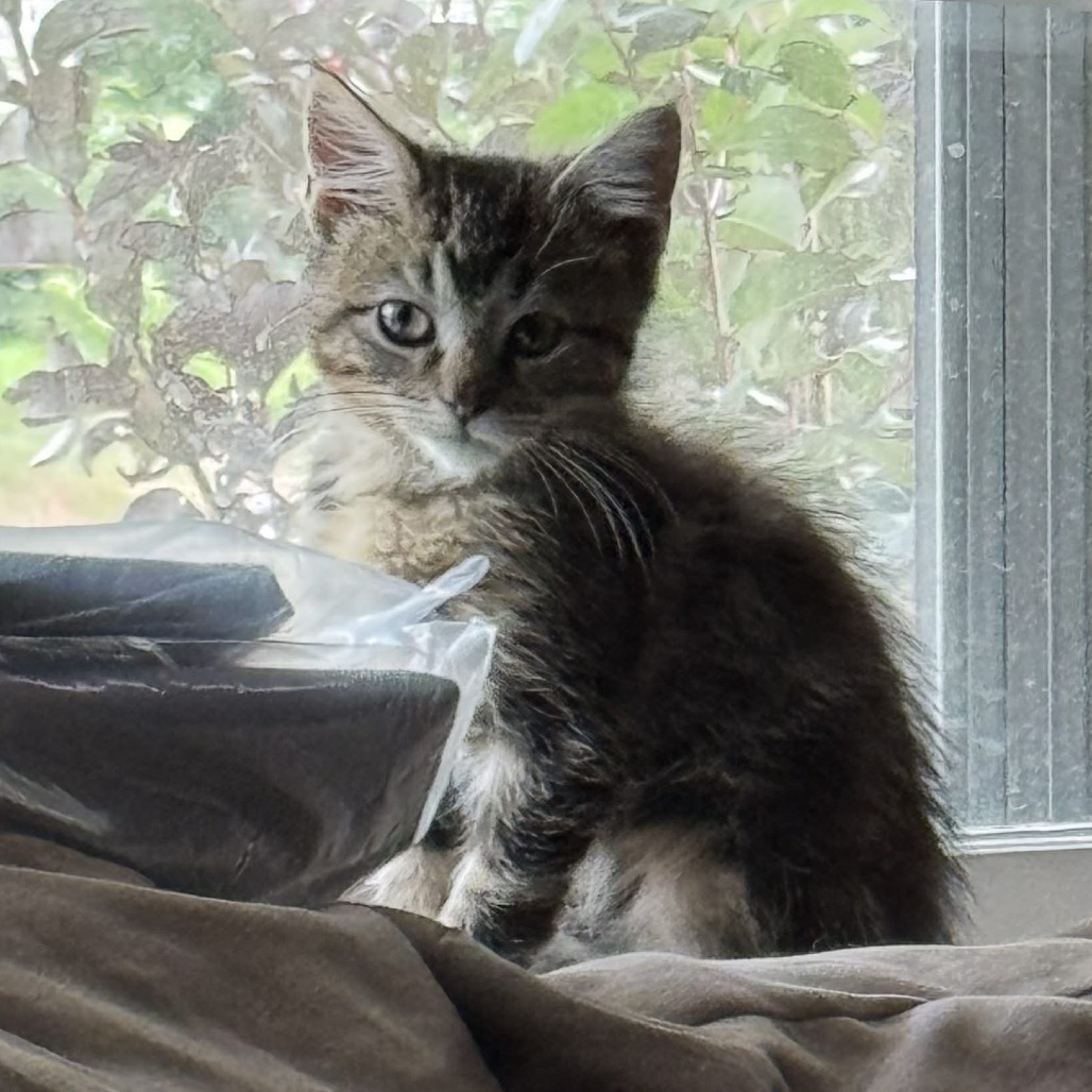 UZI  photo