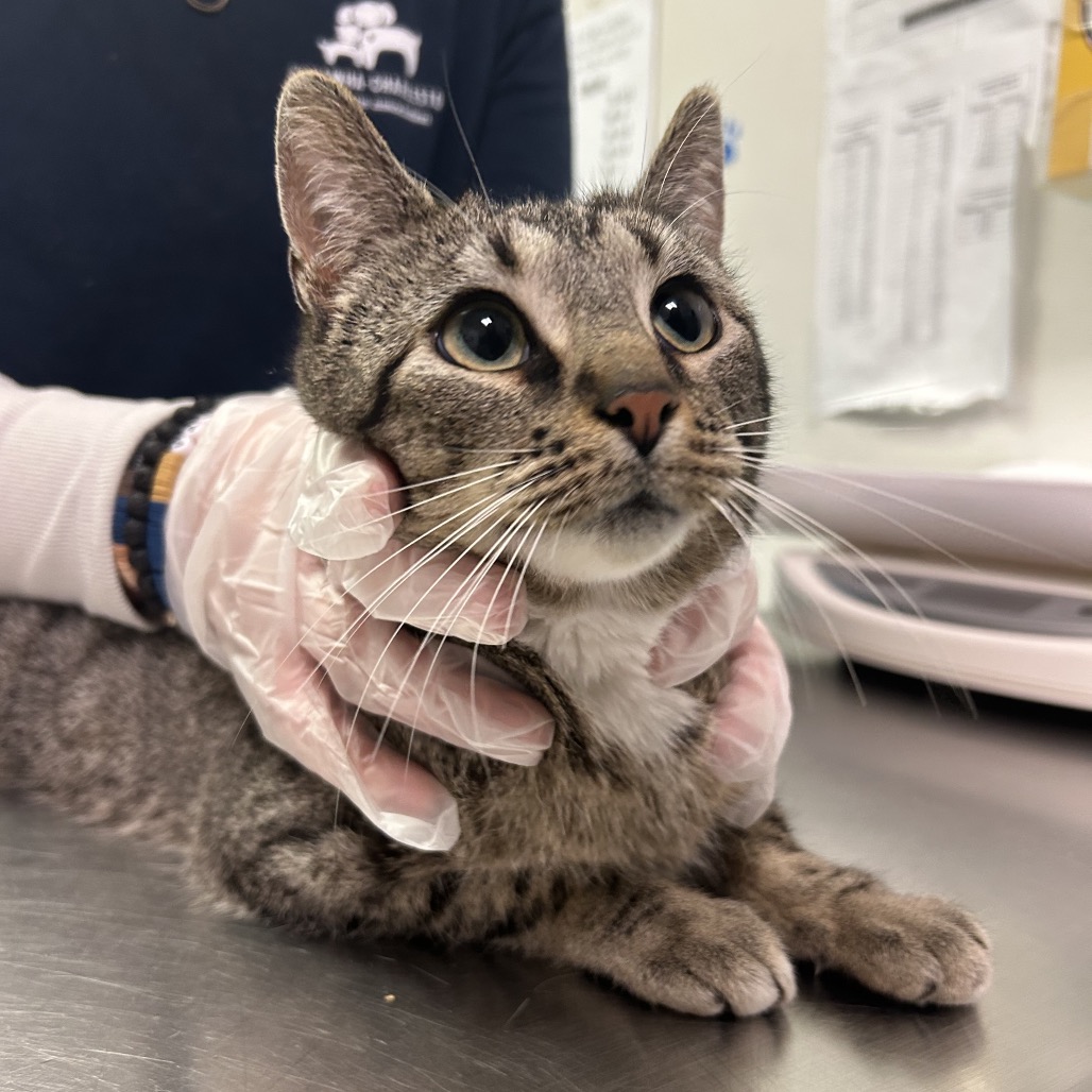 Origami Swan — thumbnail 2