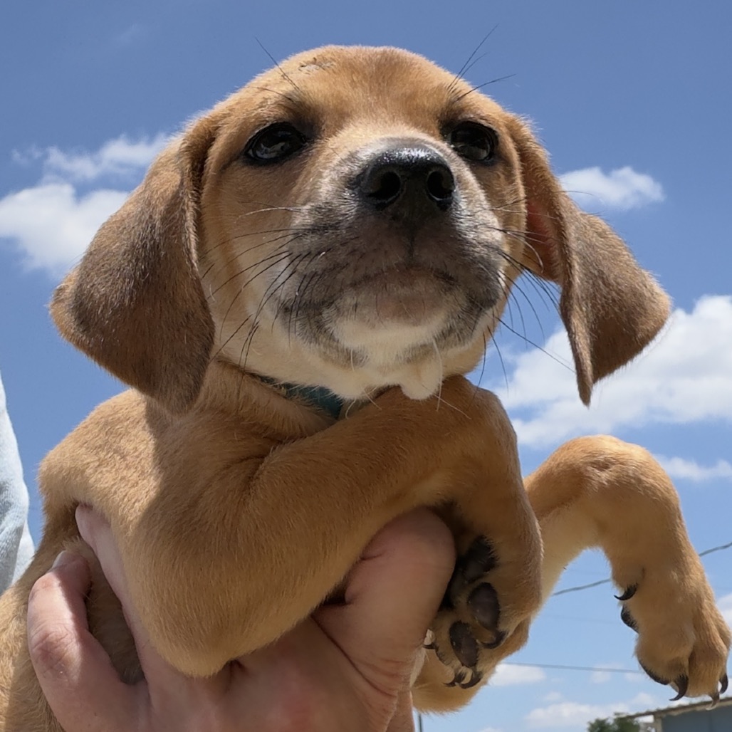 Mixed Breed