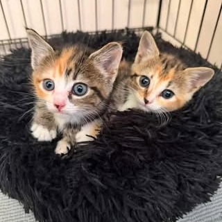 WIGGLE (BONDED WITH GIGGLE) - Domestic Shorthair available for adoption