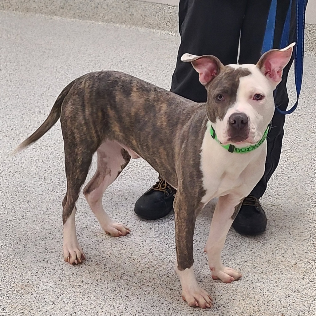 Jiminy — thumbnail 5