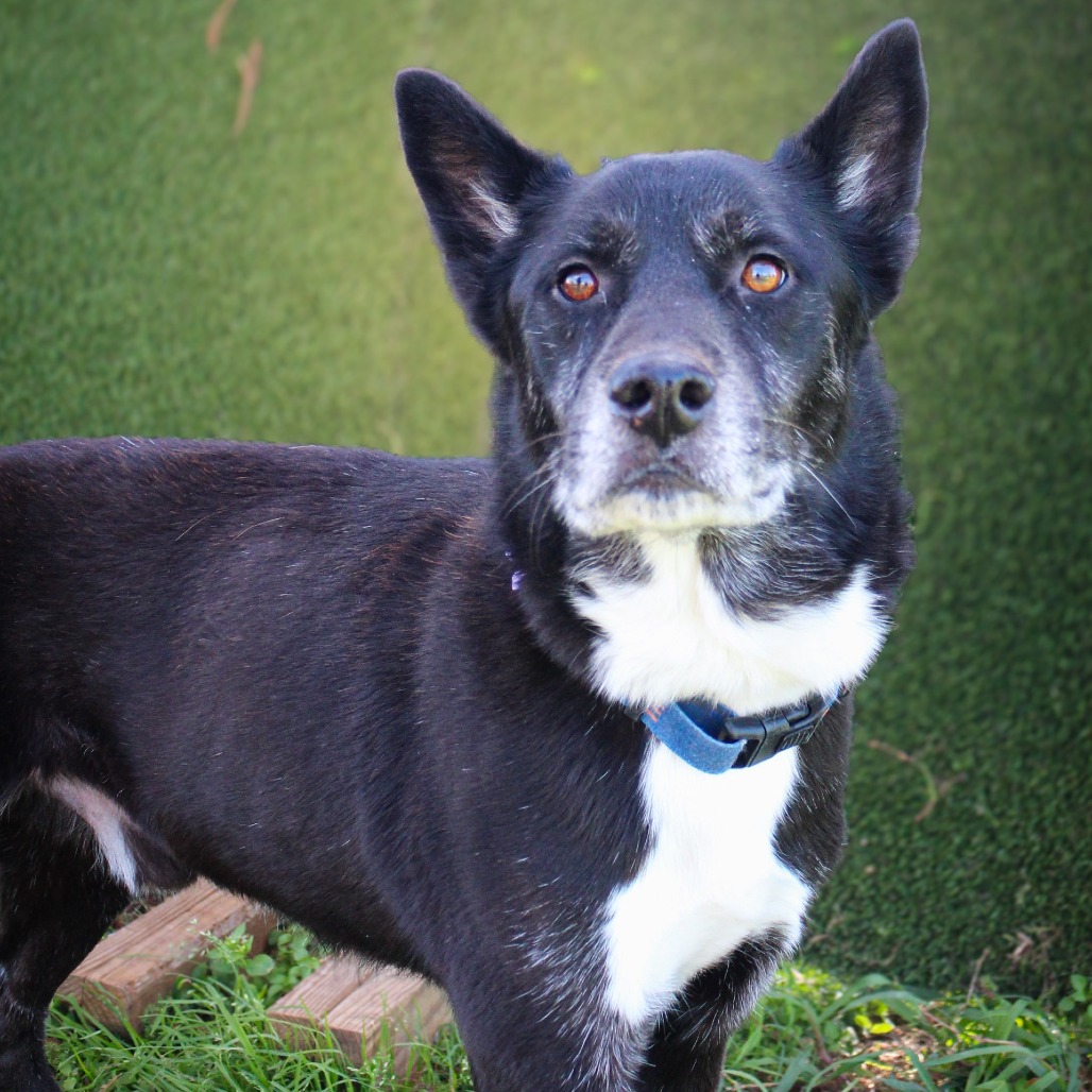 Benton, an adoptable dog at SPCA-BC
