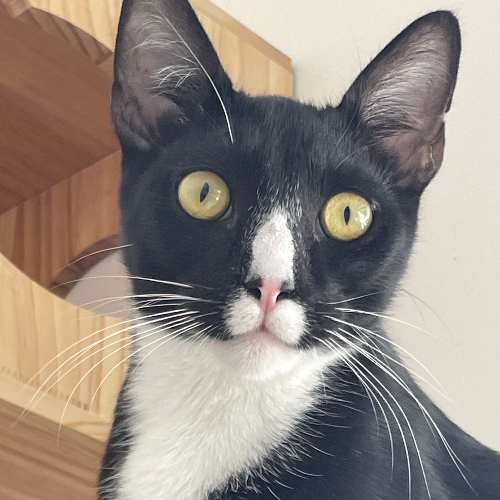Yakko - Domestic Shorthair