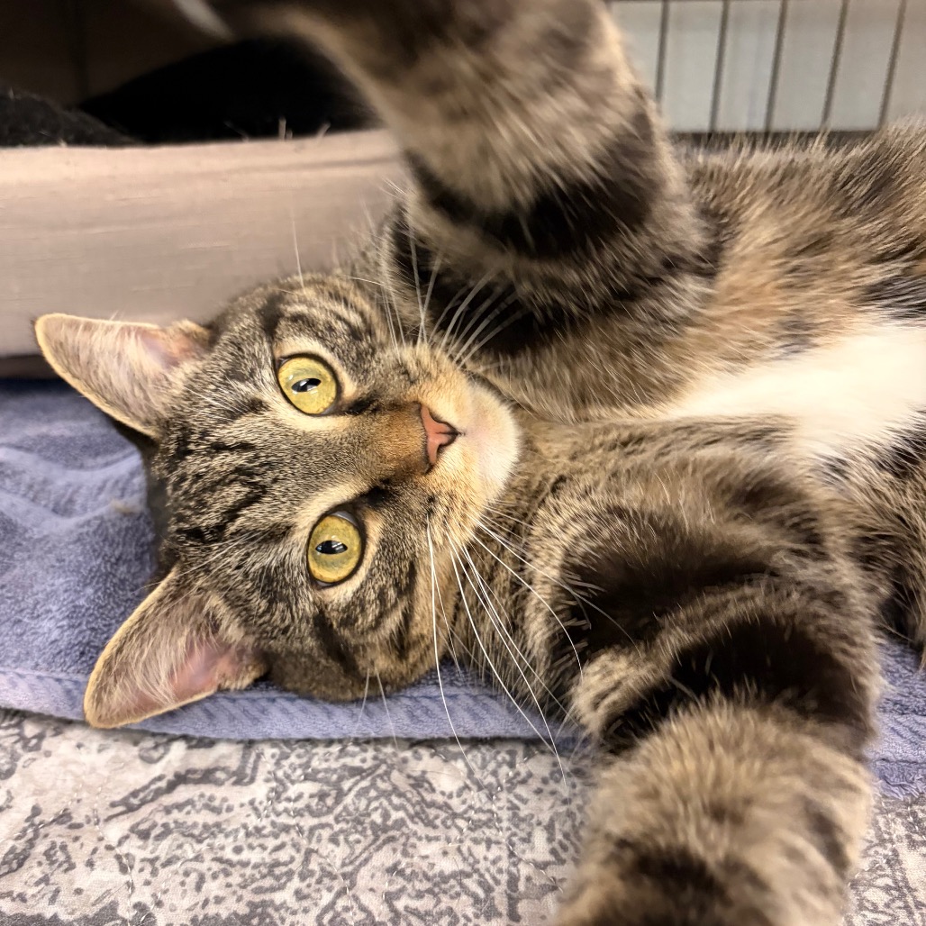 CROWLEY - Domestic Shorthair available for adoption