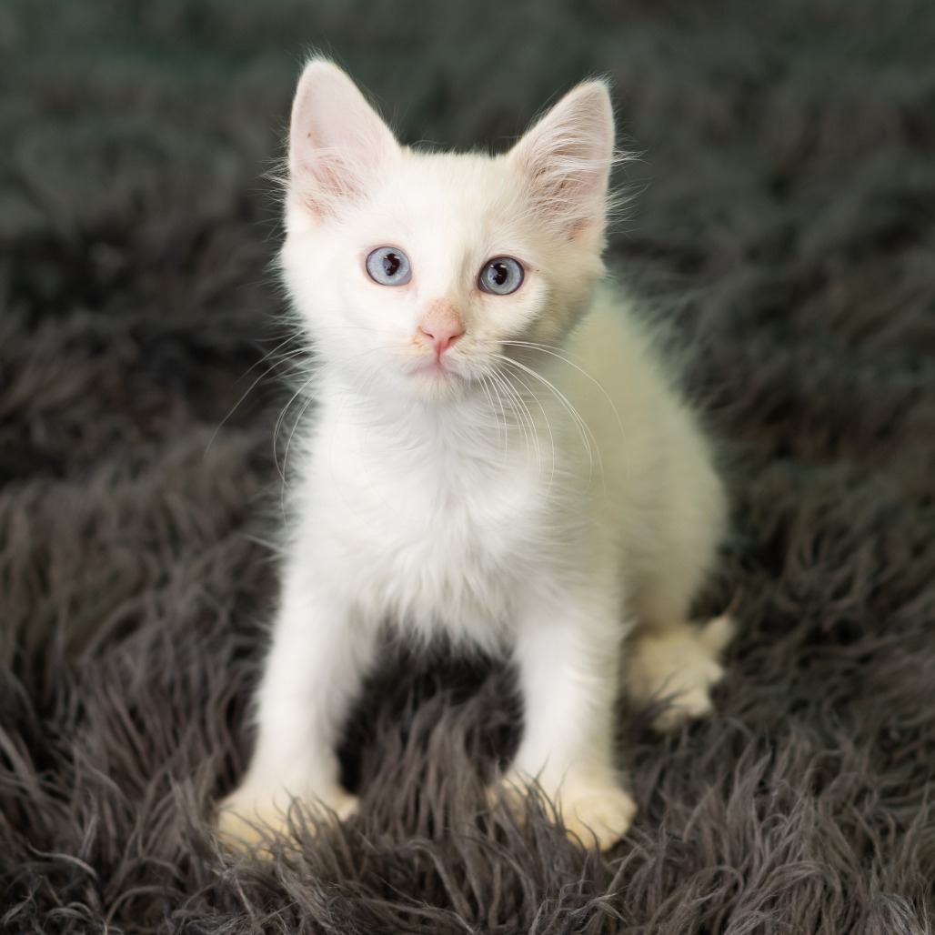 Caspian, photo 2