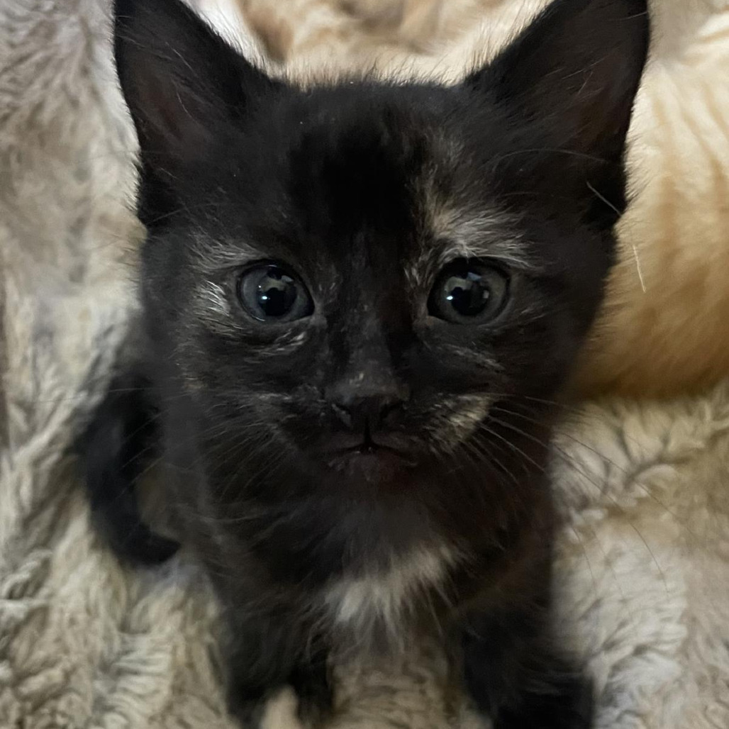 Pixie