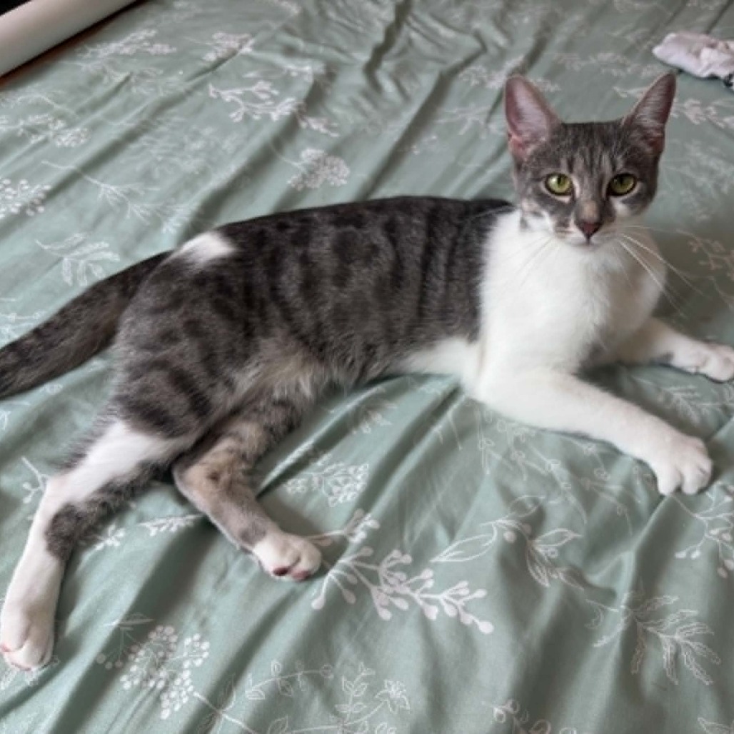 Maggie, adopted
