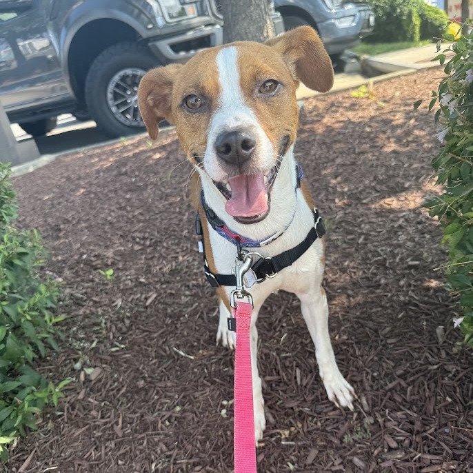 Rusty is available for adoption at Lost Dog & Cat Rescue Foundation
