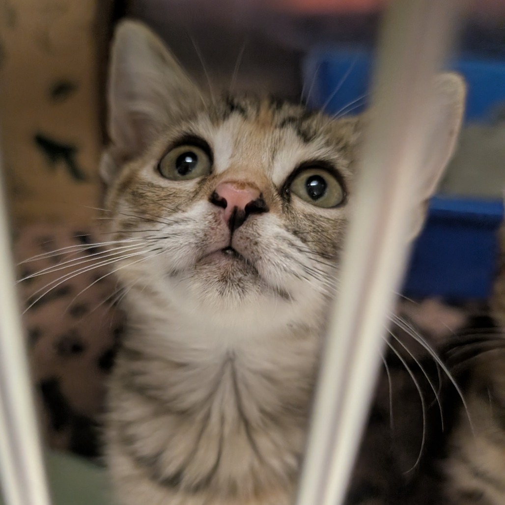 COMFORT INN - Domestic Shorthair available for adoption