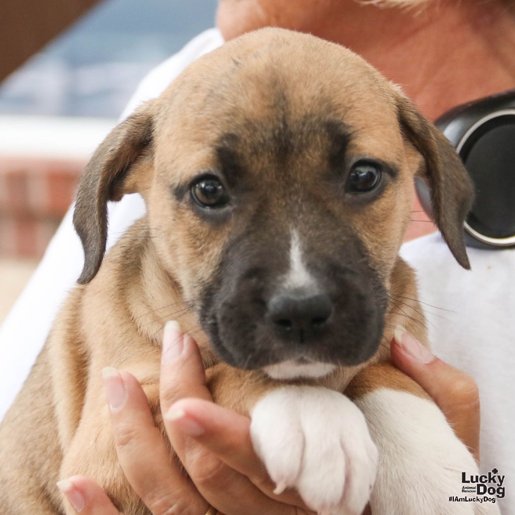 PETUNIA - Mixed Breed (Small) available for adoption
