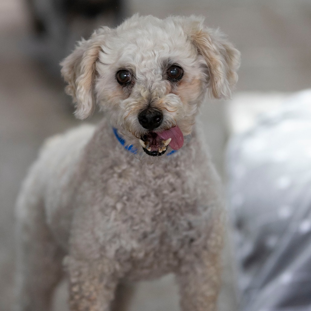 LUCA (AG26-113) - Poodle / Miniature available for adoption