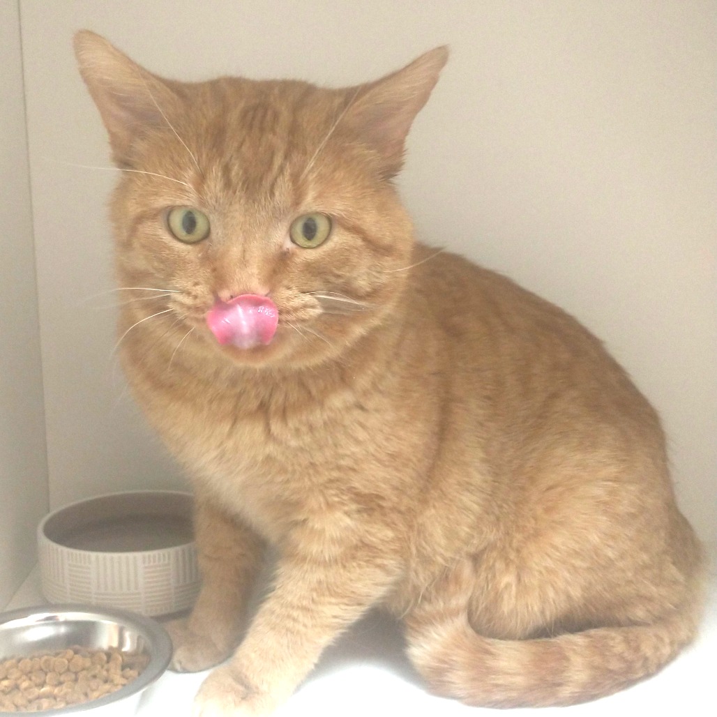 Dusty — thumbnail 4