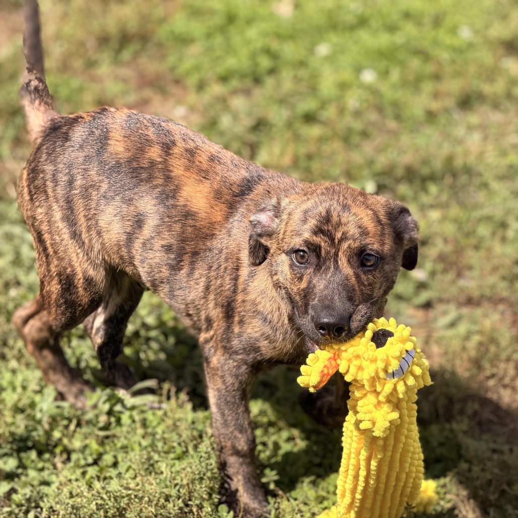 MARTE - Shepherd, Australian / Hound, Plott available for adoption