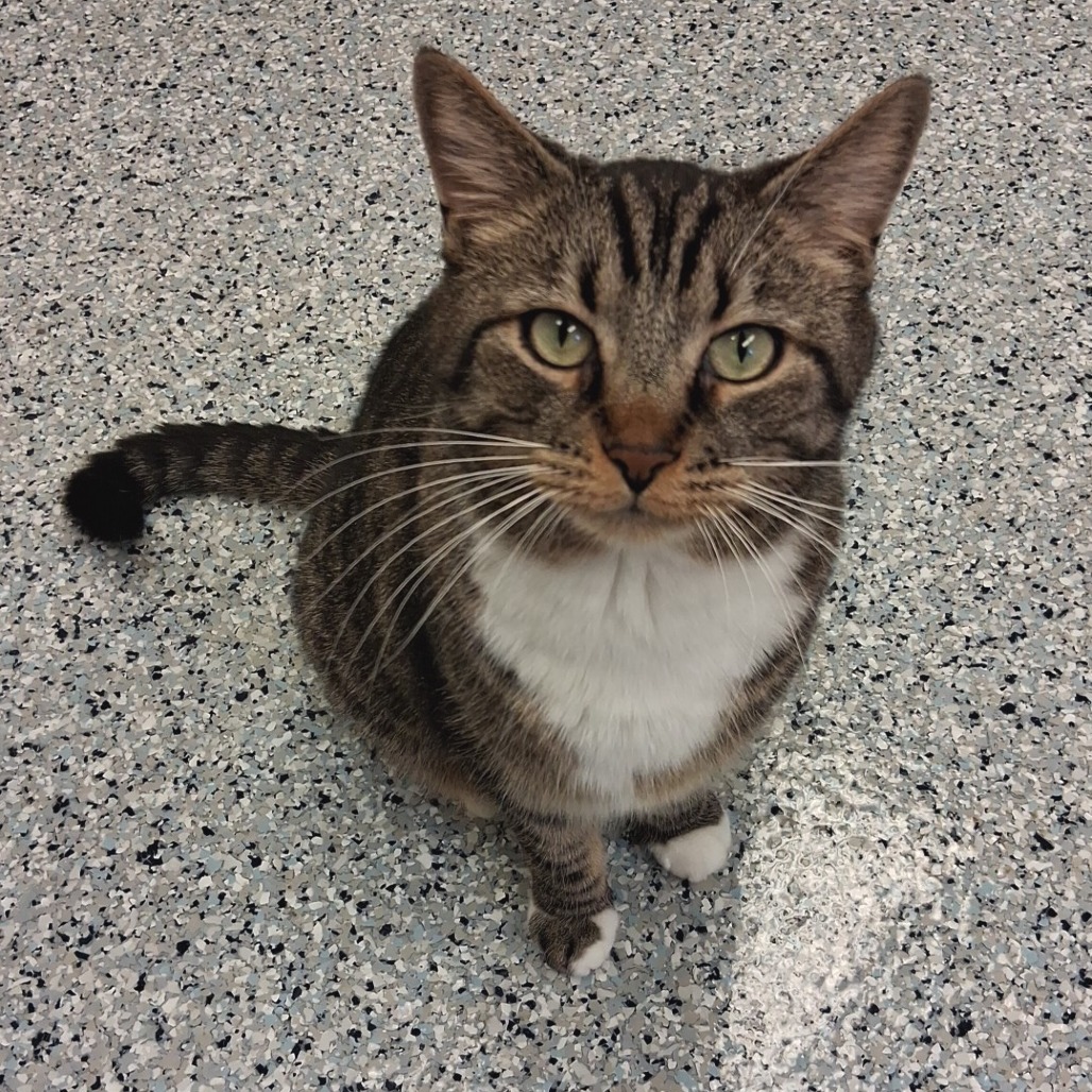 OZZY - Domestic Shorthair available for adoption