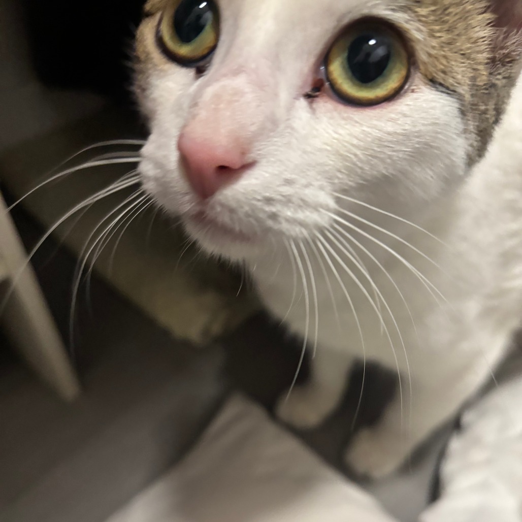 Tulane — thumbnail 9