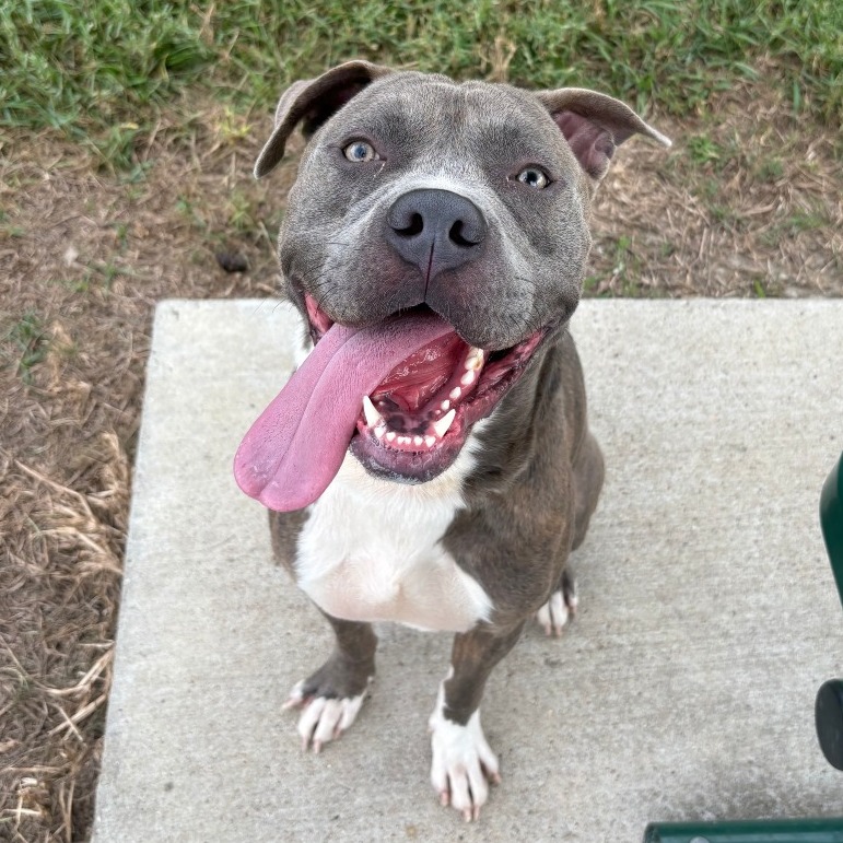 HARVEY - Terrier / Pit Bull available for adoption