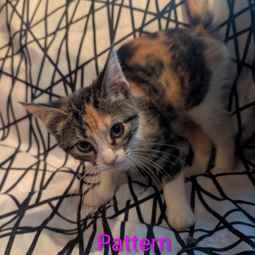 Pattern, an adoptable cat