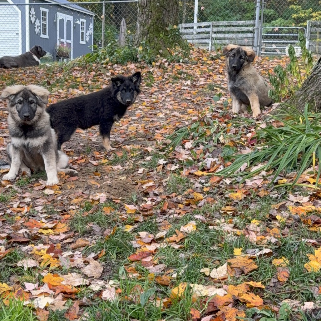 BRIGGS, photo 18