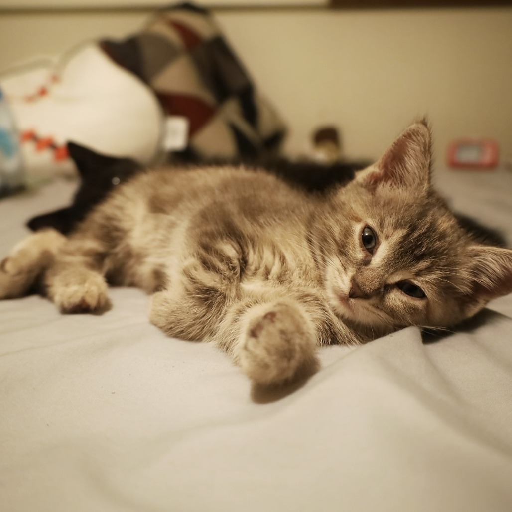 Allen