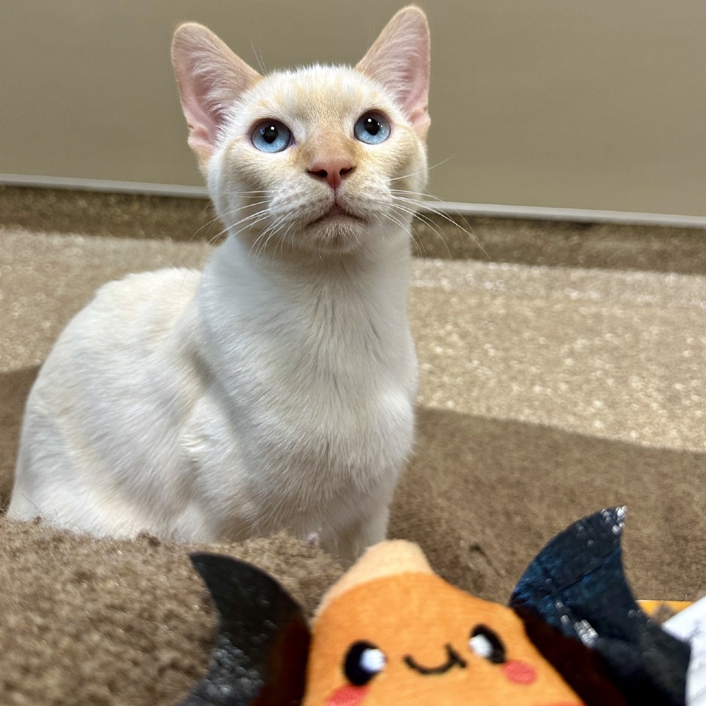 GOUDA - Domestic Shorthair available for adoption