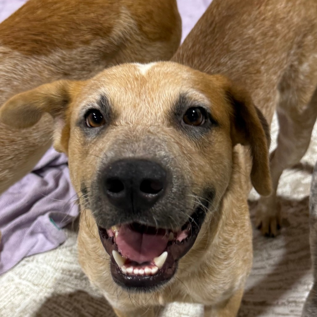 MAYBELLINE - Cattle Dog / Australian (Red Heeler) available for adoption