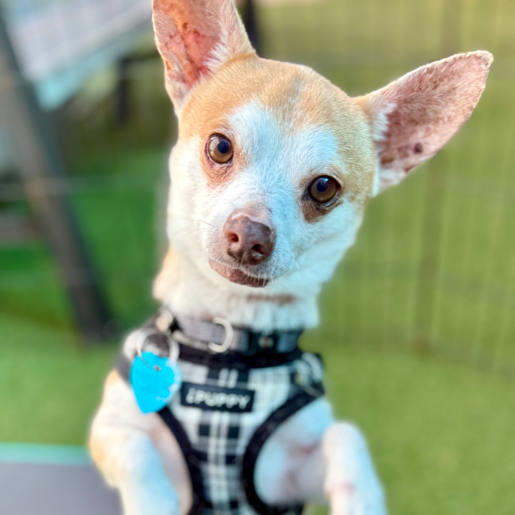 Full body shot of Fieto