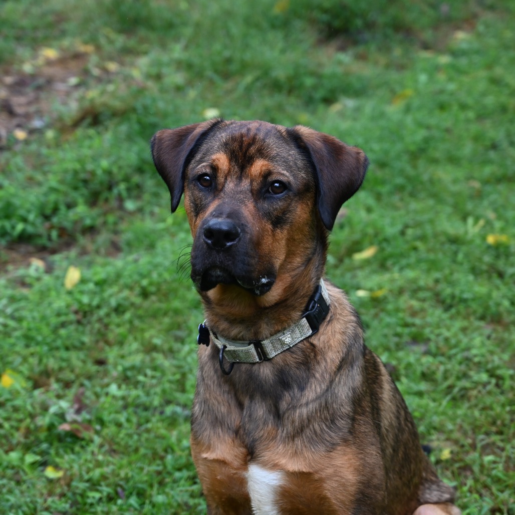 KYLE - Bulldog, American / Shepherd, German available for adoption