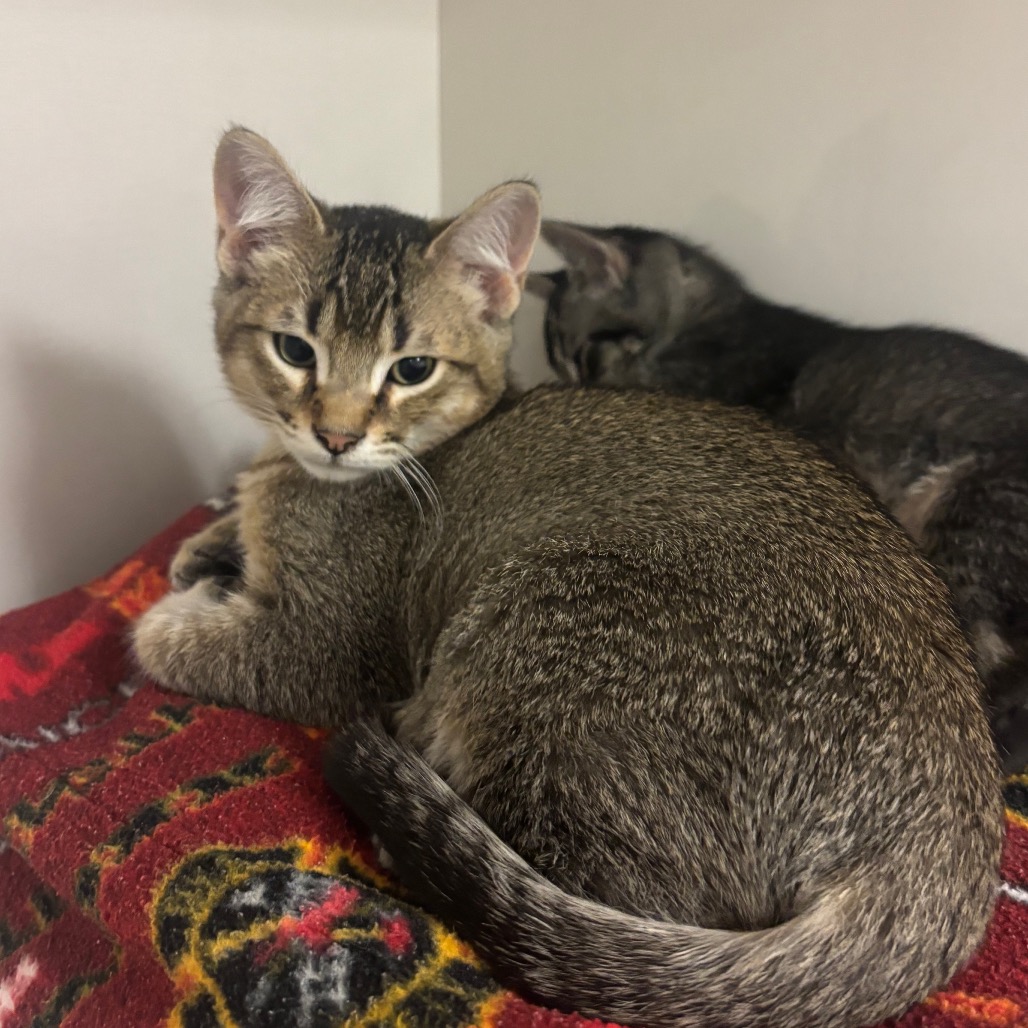 Jackson - Domestic Shorthair