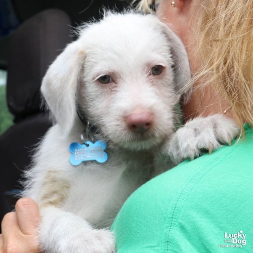 TROY - Terrier / Mix available for adoption