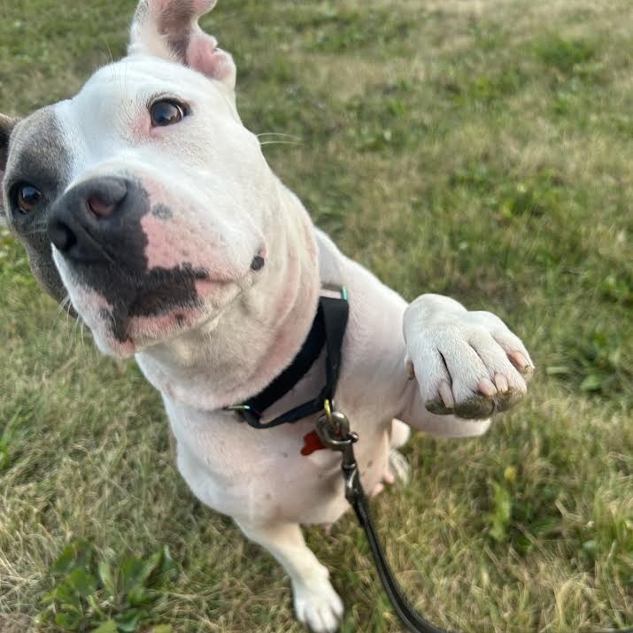 KIA - Mixed Breed (Medium) for adoption in Madison