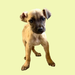 Tusc Stray 82713 2 3 4 5 6 7