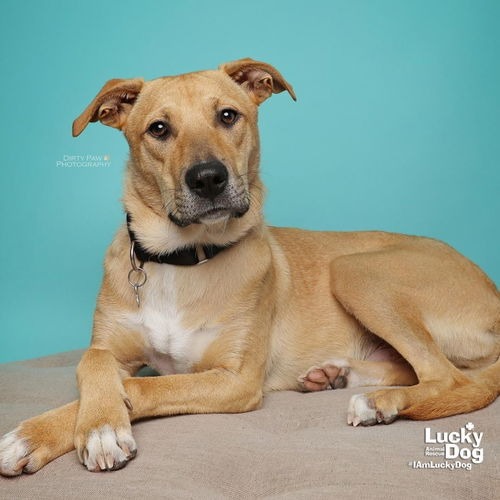 LUCA - Shepherd / Terrier available for adoption
