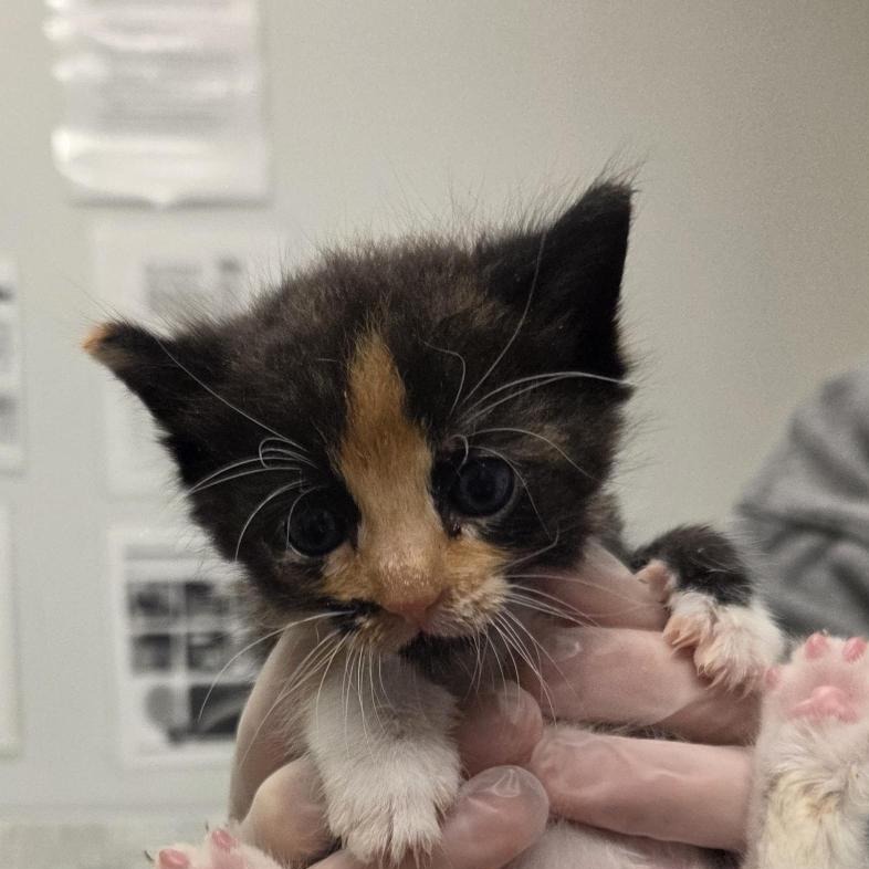 ABBY - Domestic Shorthair available for adoption