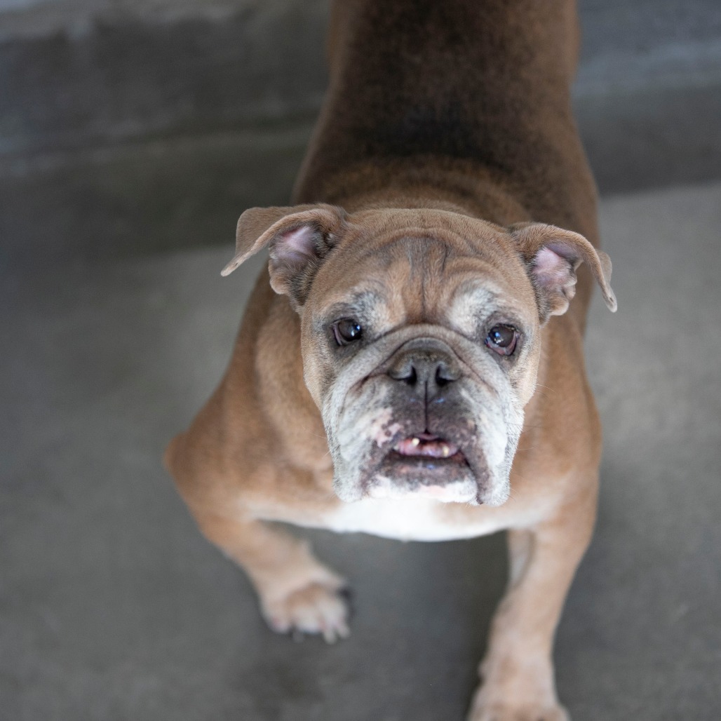 FRISKY (AG26-147) - Bulldog / English available for adoption