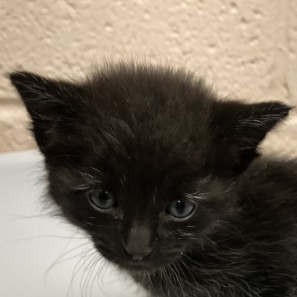 CORTEZ - Domestic Shorthair available for adoption