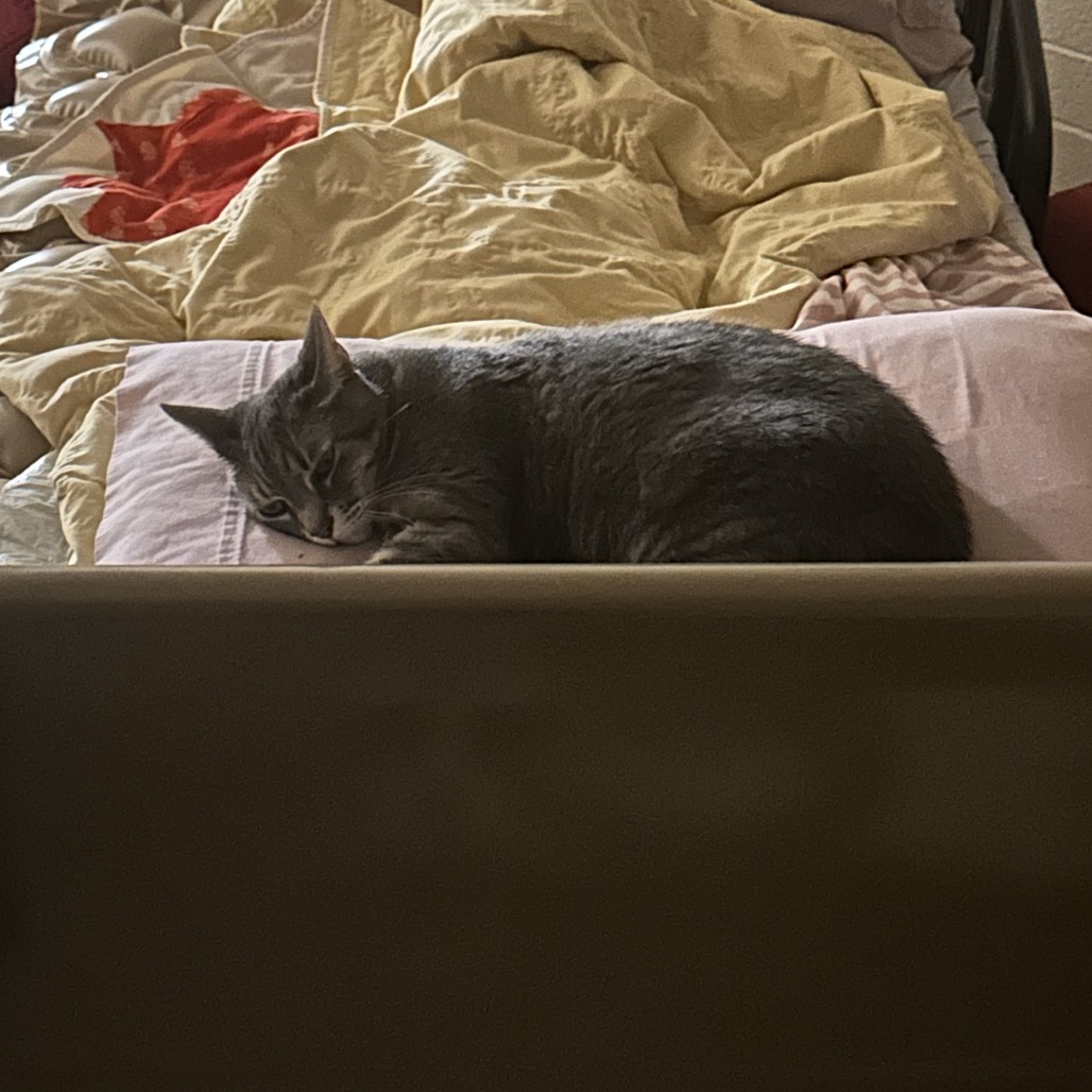Raven : Female 84 Domestic Shorthair