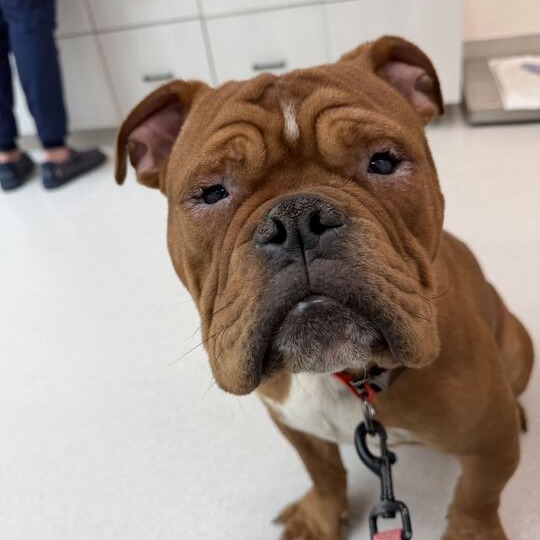 Red is available for adoption at California Bully Rescue